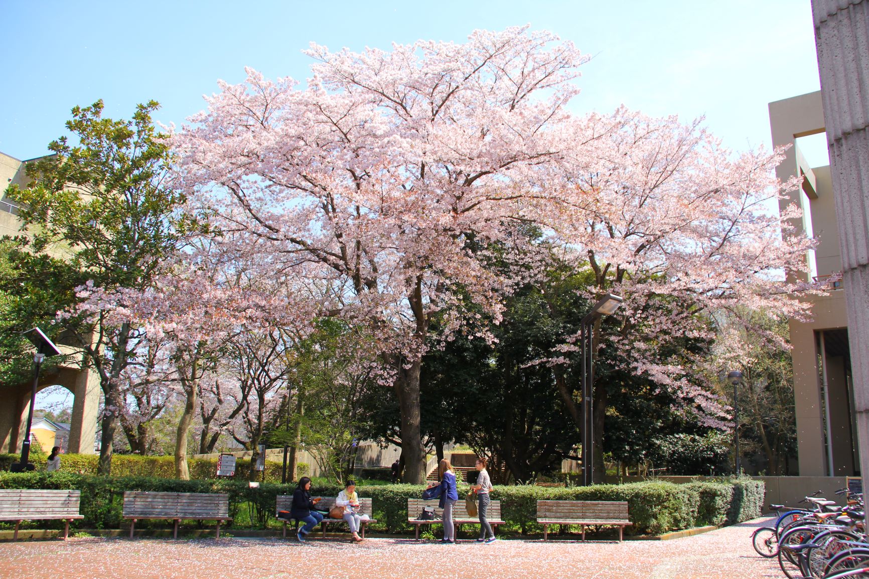 筑波大学キャンパスイメージ