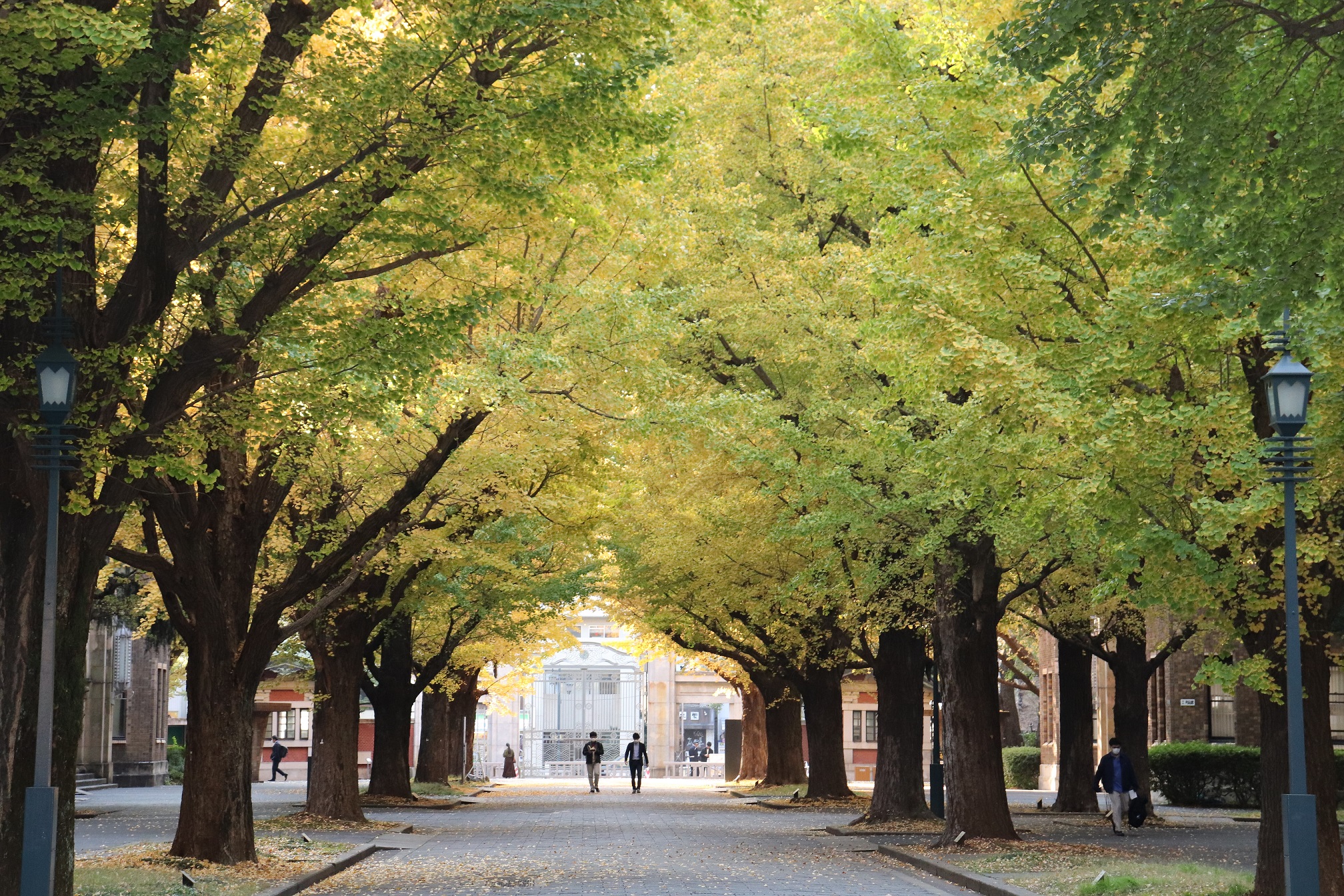 The University of Tokyo Campus image