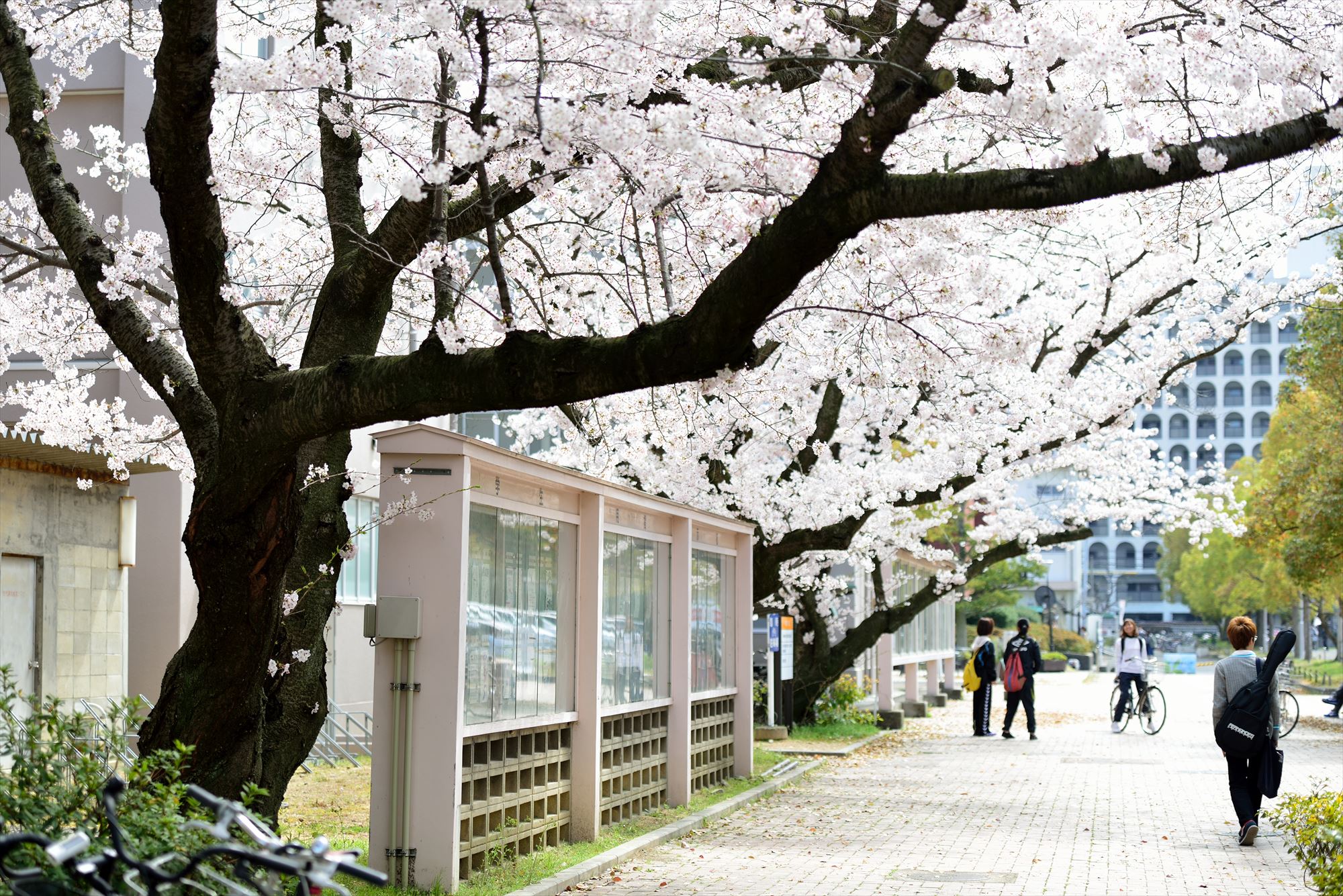 KAGAWA University Campus image